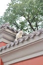 Cat on the wall around the Forbidden City