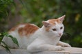 Cat on wall Royalty Free Stock Photo