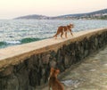 Cat on the wall with sea