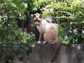 Cat at wall and tree Royalty Free Stock Photo