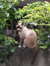 Cat at wall and tree Royalty Free Stock Photo