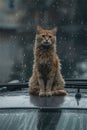 Cat wallowing on car and rains drops on at rainy season