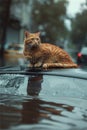 Cat wallowing on car and rains drops on at rainy season