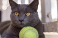 Cat wanting to play ball Russian Blue breed