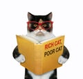 Cat wants to be rich 2 Royalty Free Stock Photo