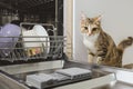 Cat wants to climb into the open dishwasher with clean dishes Royalty Free Stock Photo