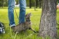 Cat wants to climb the tree Royalty Free Stock Photo