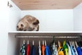 Cat in the wardrobe. House pet, lifestyle. Wardrobe with clothing. White modern closet inside. Storage organization