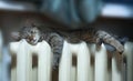 The cat warms up on the heating battery in the apartment Royalty Free Stock Photo