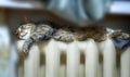 The cat warms up on the heating battery in the apartment Royalty Free Stock Photo
