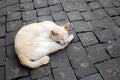 A cat was sleeping during the day on a street paved with cubes of black bricks. There is an empty space on the right side of the Royalty Free Stock Photo