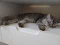 a cat was sleeping soundly on top of the drawer Royalty Free Stock Photo