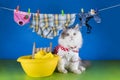 Cat wash clothes in the basin Royalty Free Stock Photo