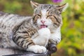 Cat washes rough tongue macro grooming pet neatness hunter