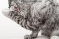 cat washing, gray Scottish kitten wet licks himself Royalty Free Stock Photo