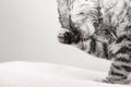 cat washing, gray Scottish kitten wet licks himself Royalty Free Stock Photo