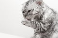 cat washing, gray Scottish kitten wet licks himself