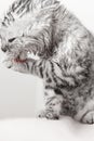 cat washing, gray Scottish kitten wet licks himself Royalty Free Stock Photo