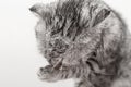 cat washing, gray Scottish kitten wet licks himself Royalty Free Stock Photo