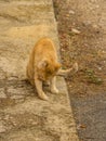 Cat washing Royalty Free Stock Photo