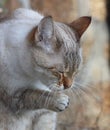 Cat licking her paws Royalty Free Stock Photo