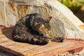 Cat is washing itself on a bench. Royalty Free Stock Photo