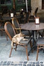 The cat is washing itself, in the chair. Cat relaxing in the chair, unusual Frequenter sitting in the cafe in Lviv city