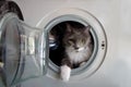 Cat in the washing machine Royalty Free Stock Photo