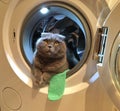 The cat in the washing machine