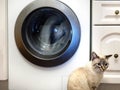 Cat and washing machine Royalty Free Stock Photo