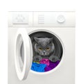Cat after washing in a washing machine. on white Royalty Free Stock Photo