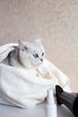 The cat after washing wrapped in a towel. Spa for pets. Beautiful british cat. Grooming animals. The cat has green eyes Royalty Free Stock Photo