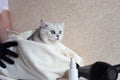 The cat after washing wrapped in a towel. Spa for pets. Beautiful british cat. Grooming animals. The cat has green eyes Royalty Free Stock Photo