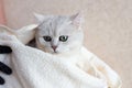 The cat after washing wrapped in a towel. Spa for pets. Beautiful british cat. Grooming animals. The cat has green eyes Royalty Free Stock Photo