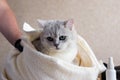 The cat after washing wrapped in a towel. Spa for pets. Beautiful british cat. Grooming animals. The cat has green eyes Royalty Free Stock Photo