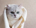 The cat after washing wrapped in a towel. Spa for pets. Beautiful british cat. Grooming animals. The cat has green eyes Royalty Free Stock Photo