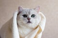 The cat after washing wrapped in a towel. Spa for pets. Beautiful british cat. Grooming animals. The cat has green eyes Royalty Free Stock Photo
