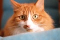 Cat watch the lens with curiousness and alertness Royalty Free Stock Photo