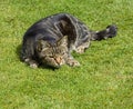 Cat watching Royalty Free Stock Photo