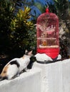 a cat watching a bird in a cage Royalty Free Stock Photo