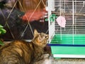 Cat watching bird in cage Royalty Free Stock Photo