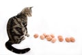 Cat watching eggs Royalty Free Stock Photo