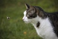 The cat is watching the flight of the bumblebee. Conceptually - animals outdoor recreation. Cat hunts for insects. Insect bites