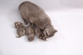 Cat watching her babies Royalty Free Stock Photo