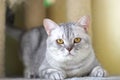 Cat watching from its cote Royalty Free Stock Photo