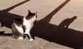 Cat watching its shadow