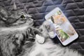 Cat watching red kitten mobile. Love and friendship through phone in animals. Grey cat lying on the couch and looking at the photo