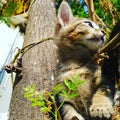 Cat watching someone standing liker Royalty Free Stock Photo