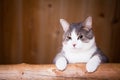 Cat watching Royalty Free Stock Photo