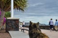 Cat watching tourists